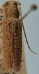  Ataxia albisetosa