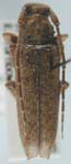  Ataxia alboscutellata