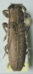  Ataxia alpha
