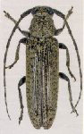  Ataxia cineracea