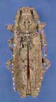  Ataxia crypta