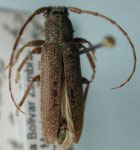  Ataxia cylindrica