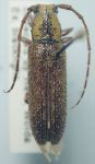  Ataxia fulvifrons