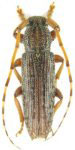  Ataxia linearis