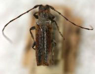  Ataxia luteifrons