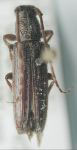  Ataxia nivisparsa