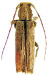  Ataxia parva
