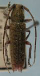  Ataxia prolixa