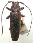  Ataxia spinipennis