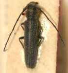  Emphytoeciosoma daguerrei