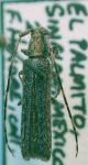  Epectasis hiekei