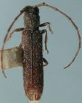 Epectasis rotundipennis