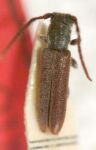  Esaete rufulus