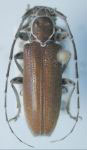  Esthlogena (Esthlogena) albolineata