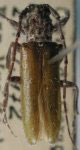  Esthlogena (Esthlogena) glaucipennis