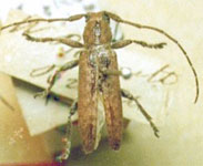  Esthlogena (Esthlogena) maculifrons