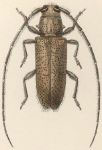  Esthlogena (Esthlogena) porosa