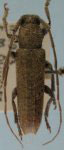  Esthlogena (Esthlogena) porosoides