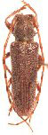  Esthlogenopsis atlantica