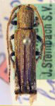  Parepectasoides boliviana