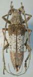  Pteroplius acuminatus
