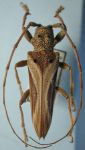  Rhaphiptera affinis