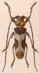  Rhaphiptera annulicornis