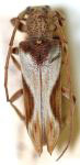  Rhaphiptera clarevestita