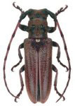  Rhaphiptera durantoni