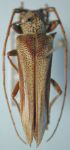  Rhaphiptera gahani
