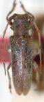  Rhaphiptera melzeri