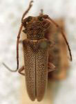  Rhaphiptera obtusipennis