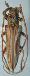  Rhaphiptera pallens