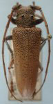  Rhaphiptera punctulata