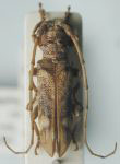  Rhaphiptera rixator