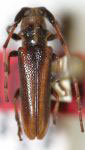 Rhaphiptera tavakiliani