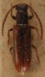  Trichepectasis rufescens