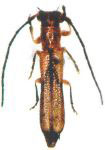  Phaea beierli