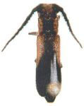  Phaea brevicornis