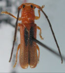  Phaea copei