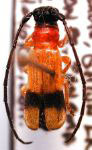 Phaea crocata