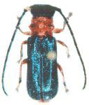  Phaea haleyae