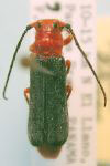  Phaea johni