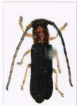  Phaea sherylae