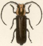  Phaea vitticollis