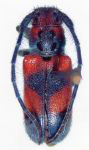  Tetraopes crinitus