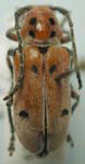  Tetraopes mandibularis