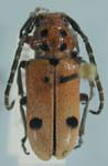  Tetraopes thermophilus