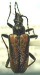 Acmaeops pratensis