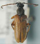 Acmaeopsoides rufula